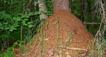 Доля мурашника: загибель і воскресіння